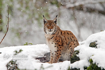 Lince europea - Lynx lynx